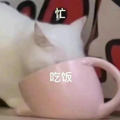 猫猫表情包