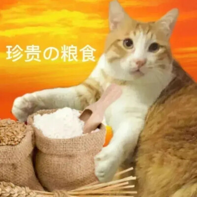 猫猫表情包