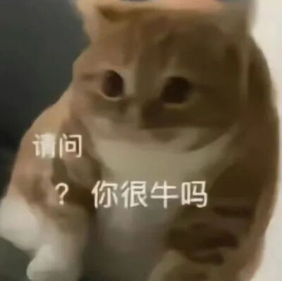 猫猫表情包