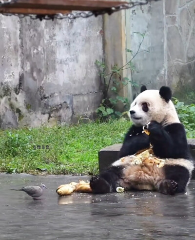 小爱与小鸟