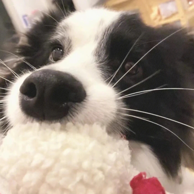 乖宝宝乖宝宝好可爱的小狗(◕દ◕)