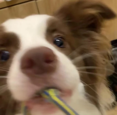 乖宝宝乖宝宝好可爱的小狗(◕દ◕)