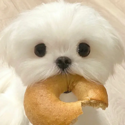 乖宝宝乖宝宝好可爱的小狗(◕દ◕)