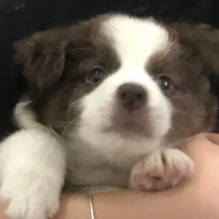 乖宝宝乖宝宝好可爱的小狗(◕દ◕)