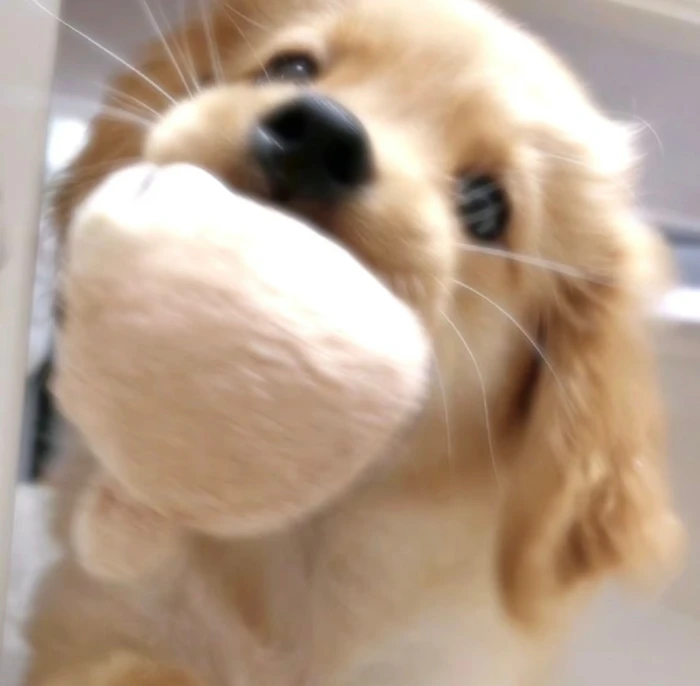 乖宝宝乖宝宝好可爱的小狗(◕દ◕)