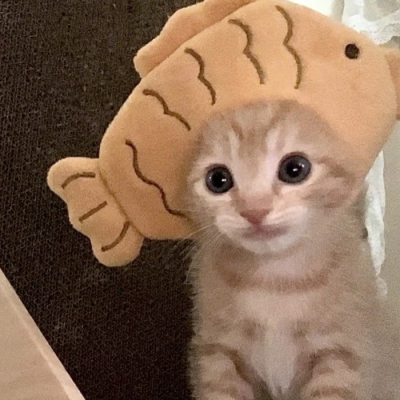 乖宝宝乖宝宝好可爱的小狗(◕દ◕)