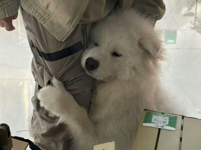 狗
