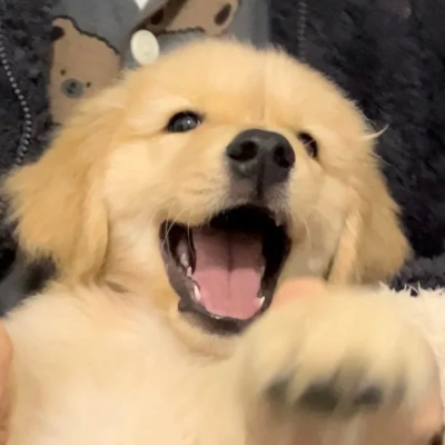 乖宝宝乖宝宝好可爱的小狗(◕દ◕)