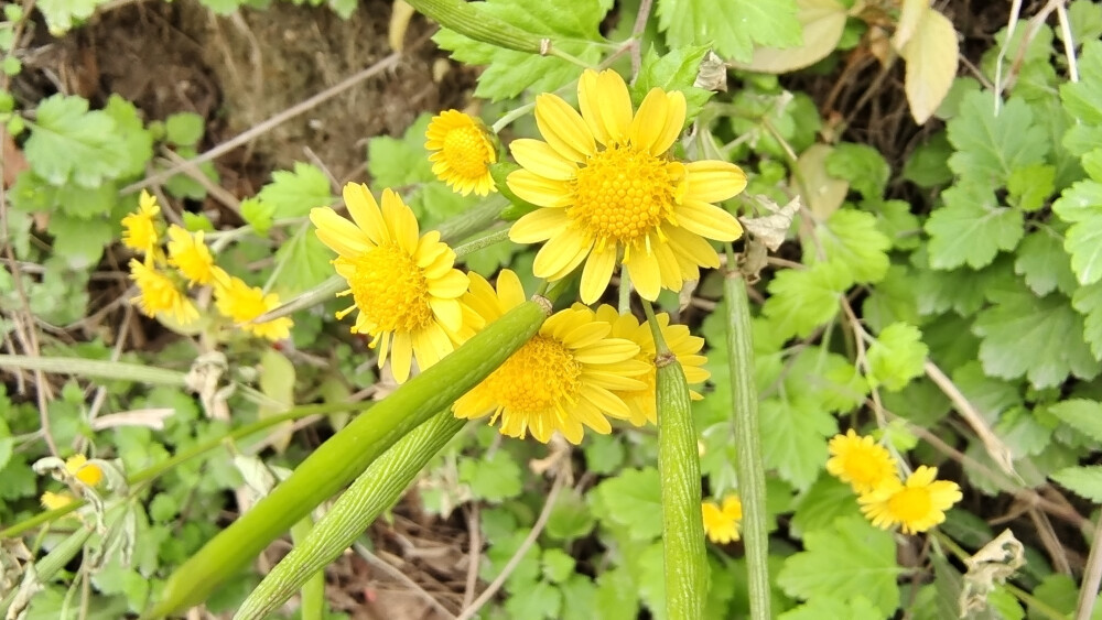 小花也可爱：甘菊欣赏