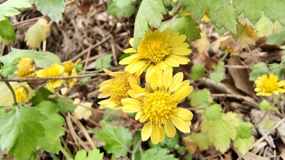 小花也可爱：甘菊欣赏