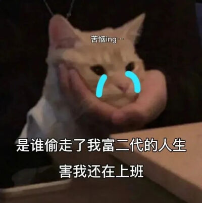 猫猫表情包