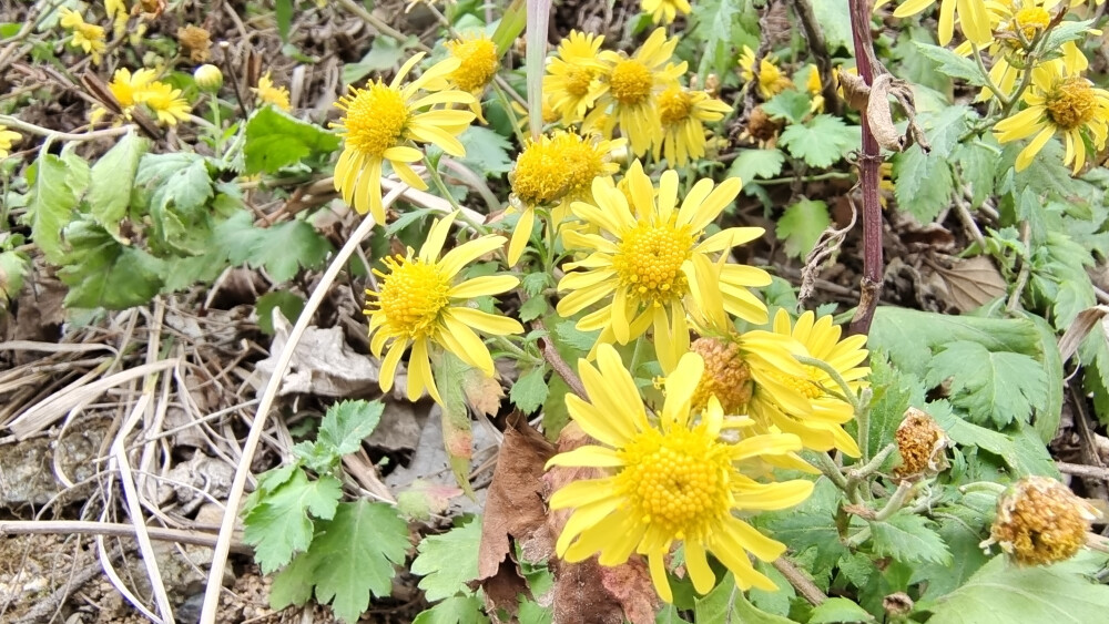 小花也可爱：甘菊欣赏