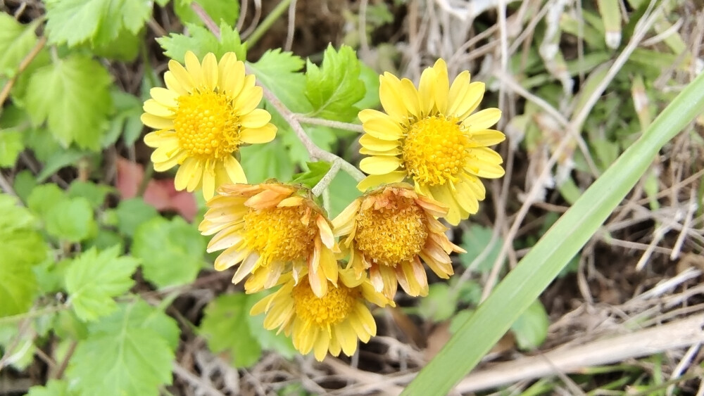 小花也可愛：甘菊欣賞