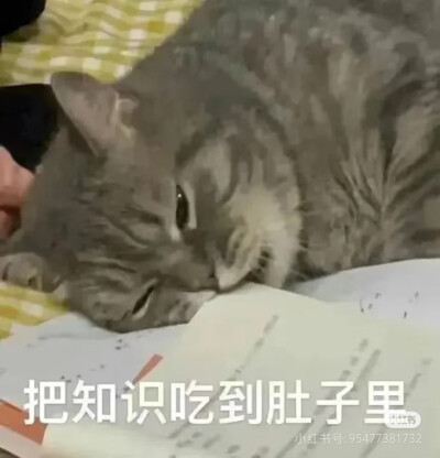 猫猫表情包