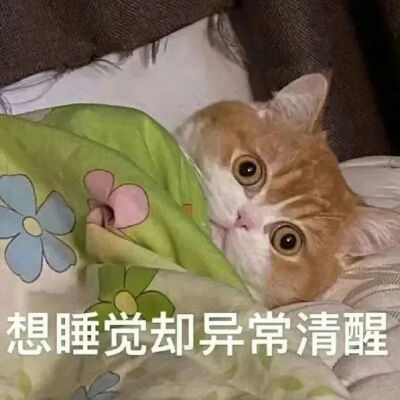 猫猫表情包