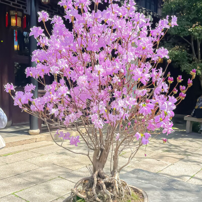 古风背景图
