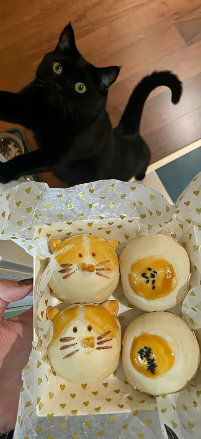 申请成为你的小猫