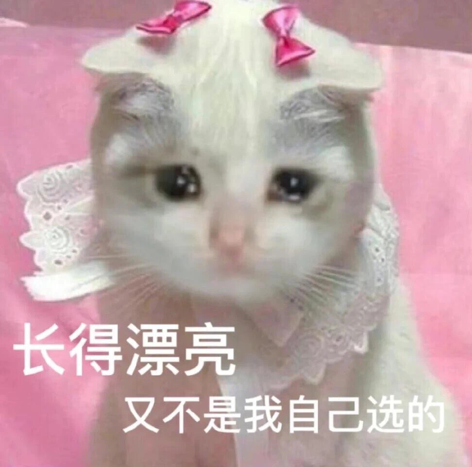 沙雕猫咪表情包