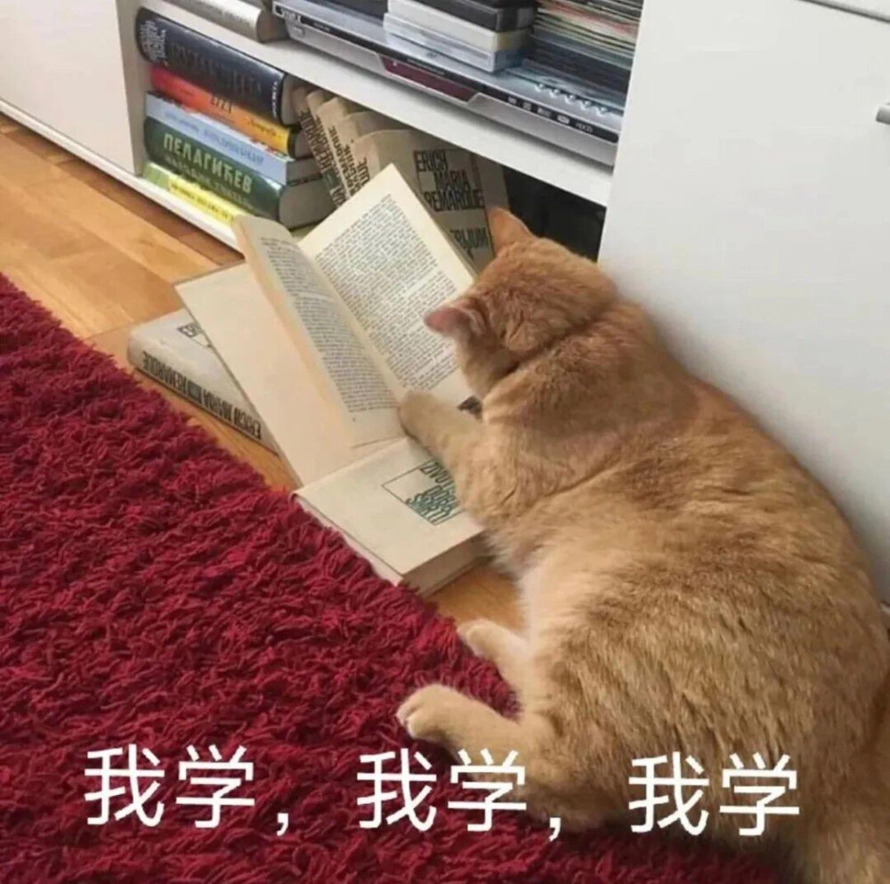 沙雕猫咪表情包