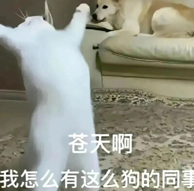 沙雕猫咪表情包