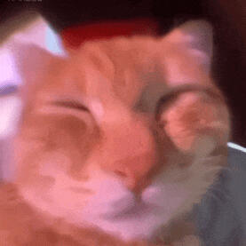 可可爱爱表情包