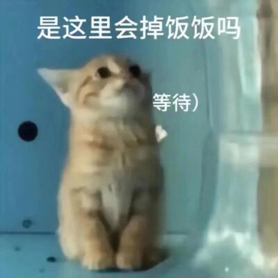 沙雕猫咪表情包