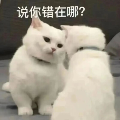 沙雕猫咪表情包