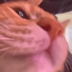 可可爱爱表情包