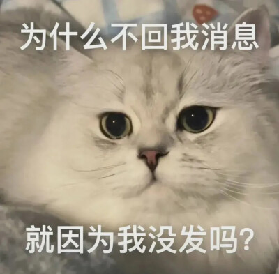 猫猫狗狗