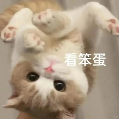 猫猫狗狗