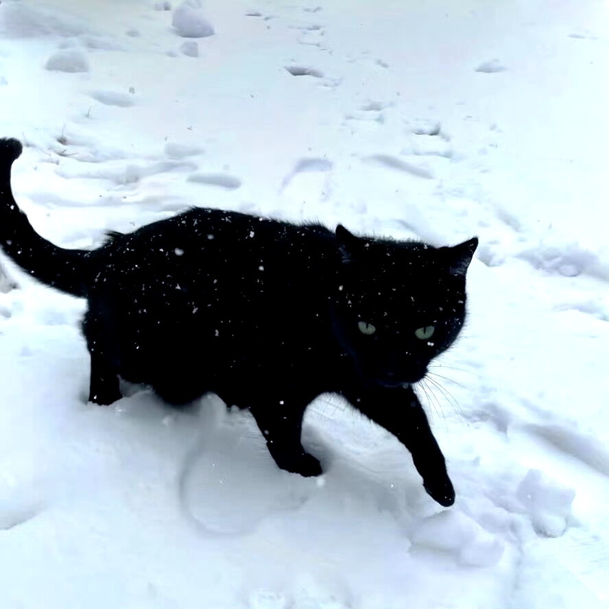 小猫踏雪背景图