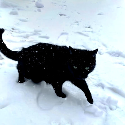 小猫踏雪背景图