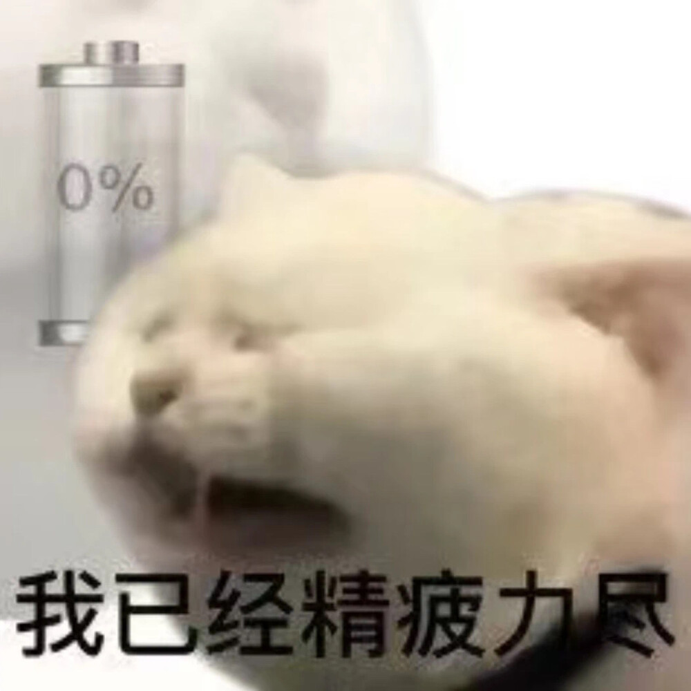 沙雕猫咪表情包