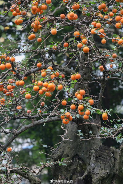 花卉