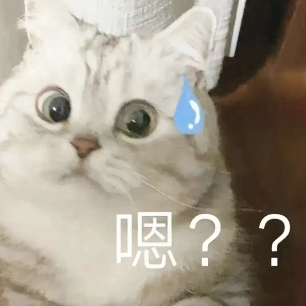 沙雕猫咪表情包