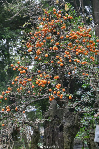 花卉