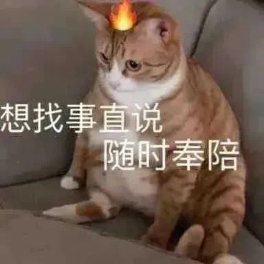 猫猫表情包