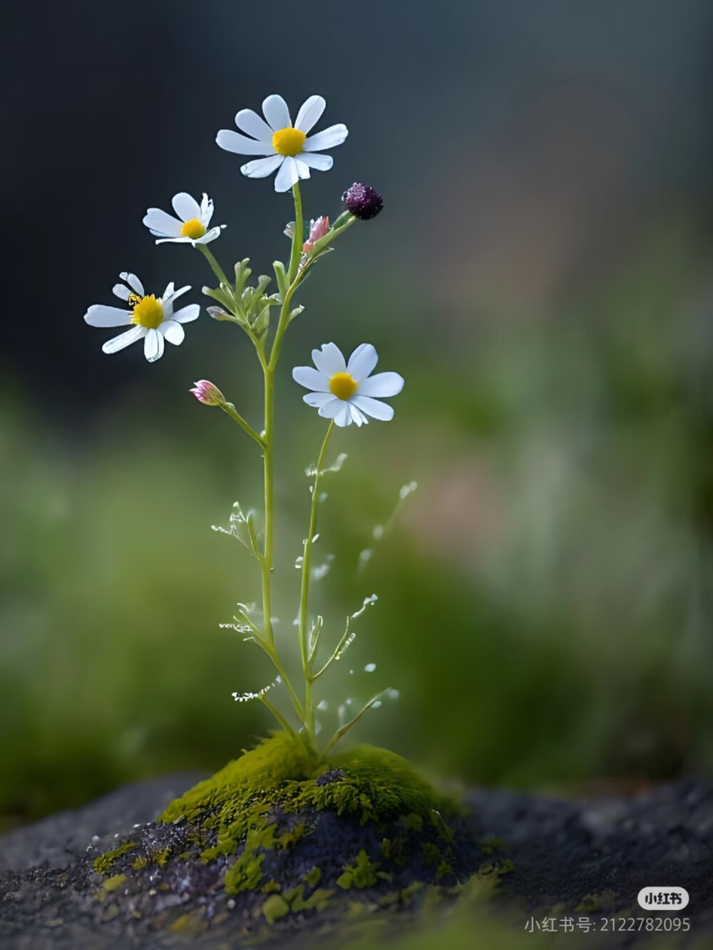 野花