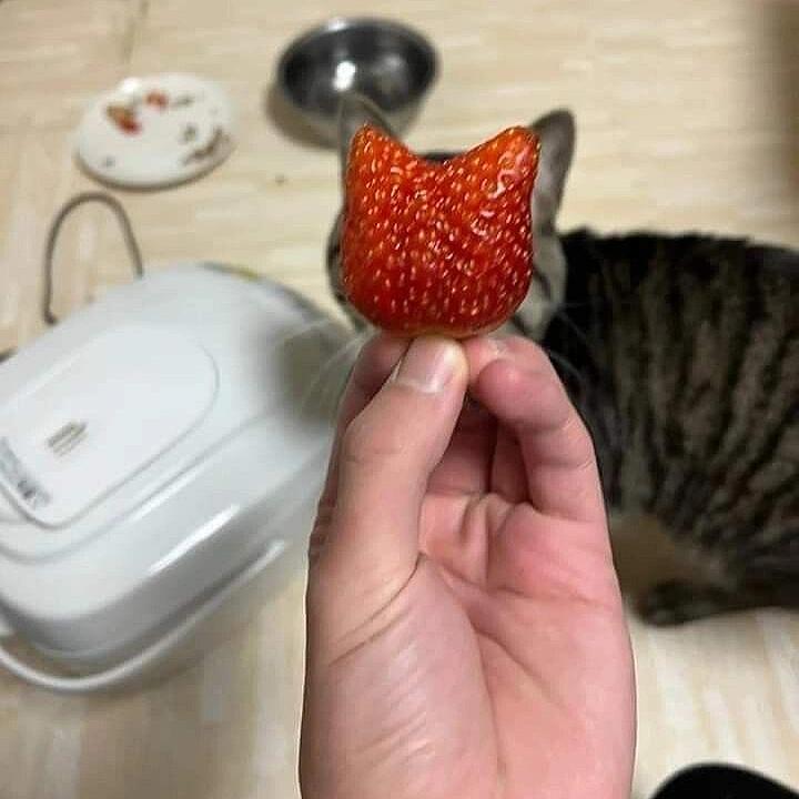 草莓和猫