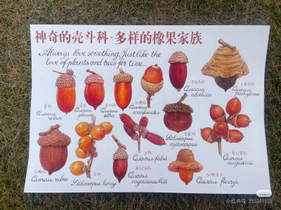 橡果
