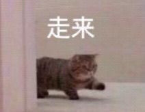 超有趣猫咪表情包