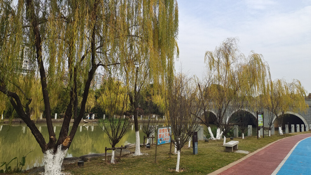 冬天的垂柳风景欣赏