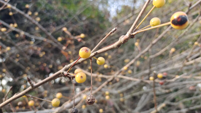 植物果實(shí)欣賞：垂絲海棠果實(shí)