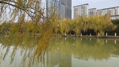 冬天的垂柳风景欣赏