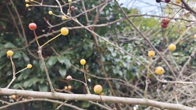 植物果實(shí)欣賞：垂絲海棠果實(shí)