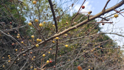 植物果實(shí)欣賞：垂絲海棠果實(shí)