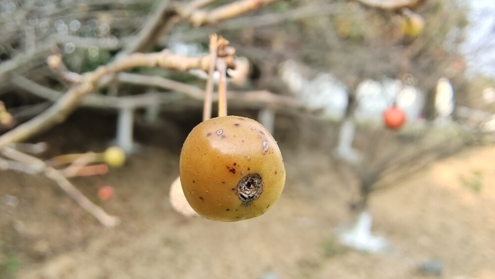 植物果实欣赏：垂丝海棠果实