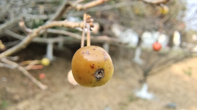 植物果實(shí)欣賞：垂絲海棠果實(shí)