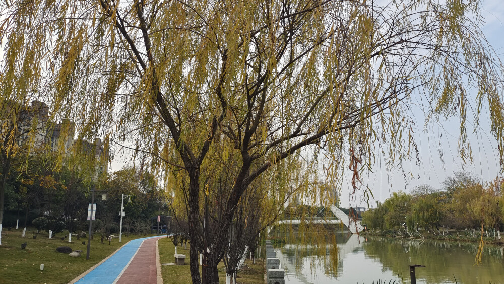 冬天的垂柳风景欣赏