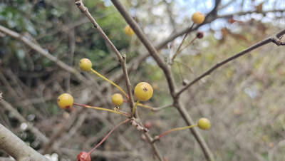 植物果實(shí)欣賞：垂絲海棠果實(shí)